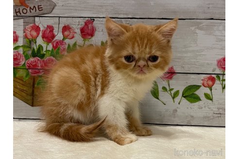 成約済の山梨県のエキゾチックショートヘア-91781の1枚目