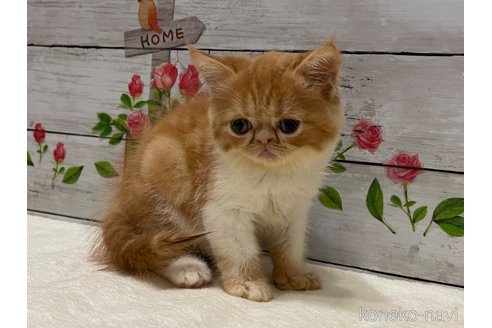 成約済の山梨県のエキゾチックショートヘア-91781の2枚目