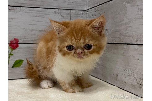 成約済の山梨県のエキゾチックショートヘア-91781の4枚目