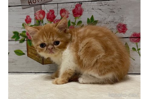 成約済の山梨県のエキゾチックショートヘア-91781の5枚目