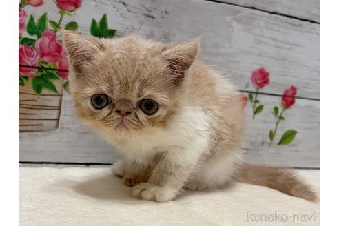 成約済の山梨県のエキゾチックショートヘア-91782の1枚目