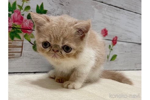 成約済の山梨県のエキゾチックショートヘア-91782の8枚目