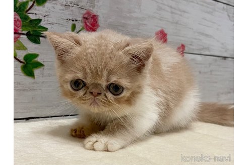 成約済の山梨県のエキゾチックショートヘア-91782の3枚目