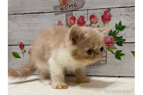 成約済の山梨県のエキゾチックショートヘア-91782の2枚目