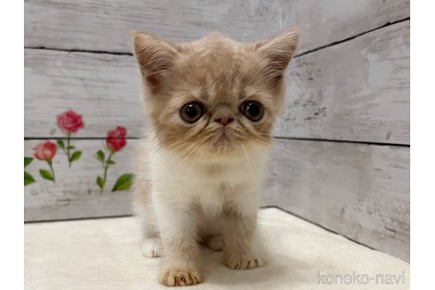 成約済の山梨県のエキゾチックショートヘア-91782の4枚目