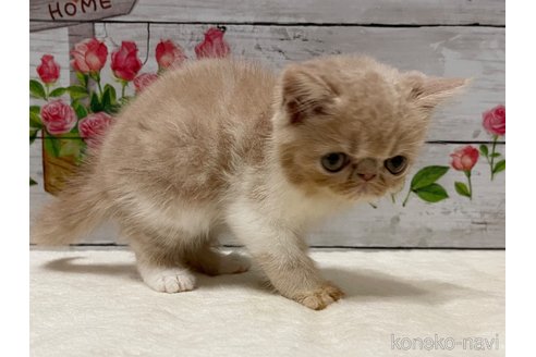 成約済の山梨県のエキゾチックショートヘア-91782の5枚目