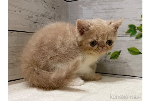 成約済の山梨県のエキゾチックショートヘア-91782の7枚目