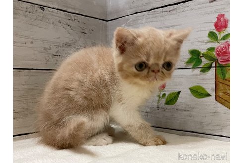 成約済の山梨県のエキゾチックショートヘア-91782の6枚目