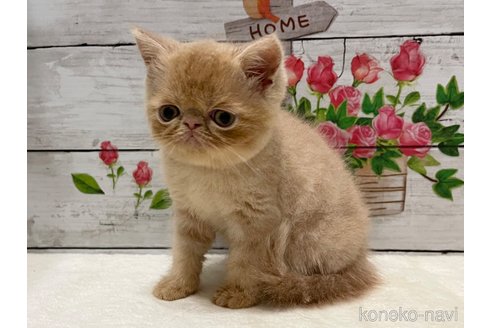 成約済の山梨県のエキゾチックショートヘア-91783の6枚目
