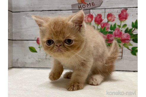 成約済の山梨県のエキゾチックショートヘア-91783の7枚目