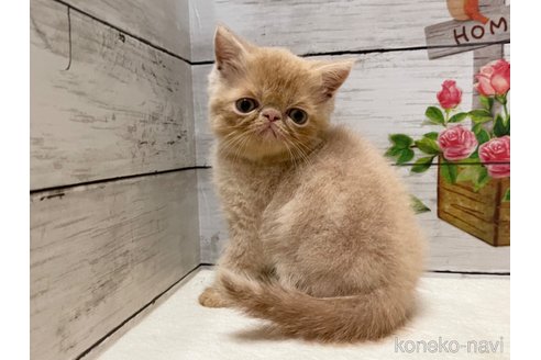 成約済の山梨県のエキゾチックショートヘア-91783の3枚目