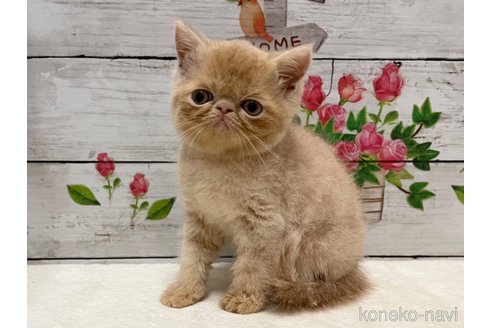 成約済の山梨県のエキゾチックショートヘア-91783の2枚目