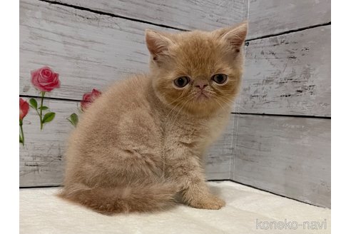 成約済の山梨県のエキゾチックショートヘア-91783の5枚目