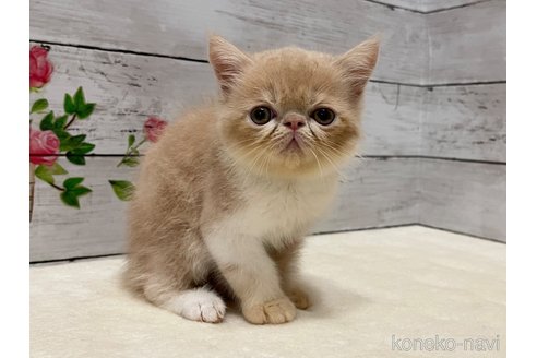 成約済の山梨県のエキゾチックショートヘア-91784の1枚目