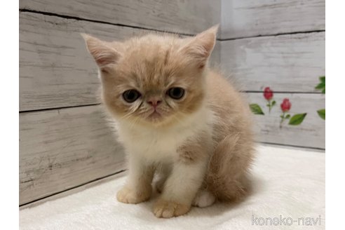 成約済の山梨県のエキゾチックショートヘア-91784の2枚目