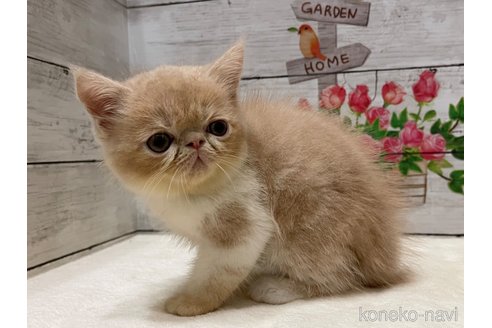 成約済の山梨県のエキゾチックショートヘア-91784の6枚目
