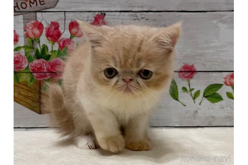 成約済の山梨県のエキゾチックショートヘア-91784の5枚目