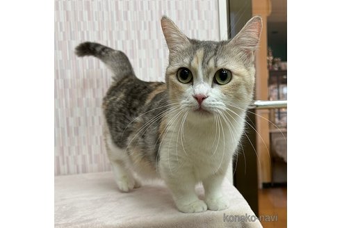 みつまめちゃん1枚目