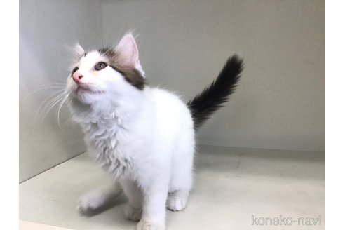 成約済の山形県のサイベリアン-91791の4枚目