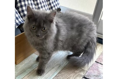 成約済の石川県のマンチカン-91792の4枚目