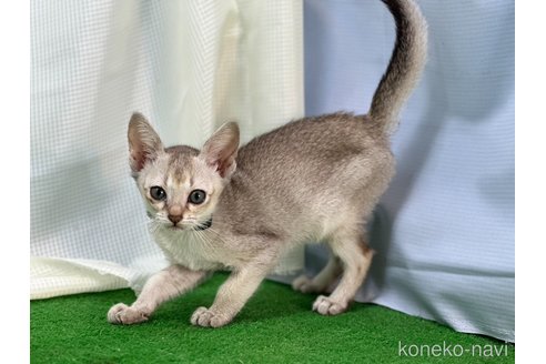 成約済の茨城県のシンガプーラ-91801の4枚目