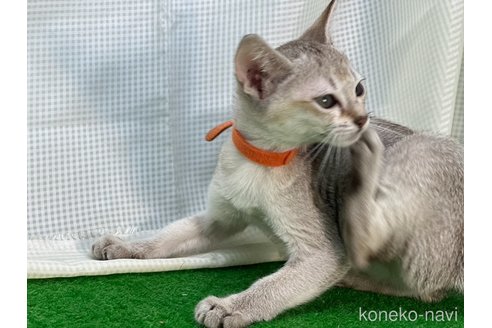 成約済の茨城県のシンガプーラ-91802の5枚目
