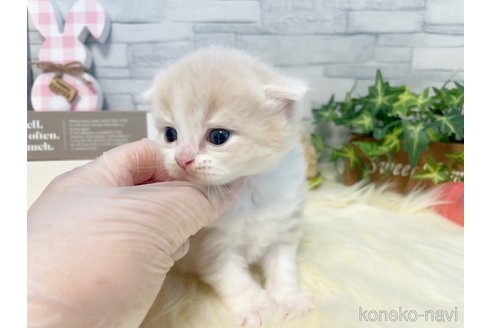 成約済の島根県のスコティッシュフォールド(折れ耳)-91846の2枚目