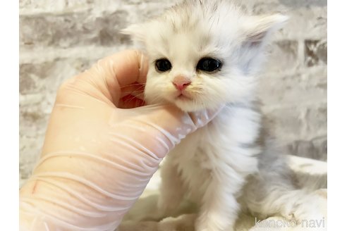 成約済の島根県のミヌエット-88902の1枚目
