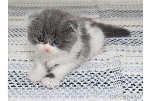 成約済の愛知県のスコティッシュフォールド(折れ耳)-91935の7枚目