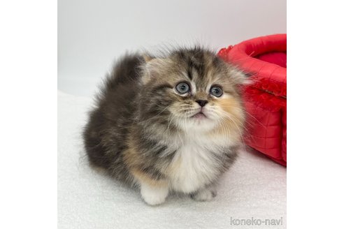 成約済の愛知県のミヌエット(短足)-91948の3枚目