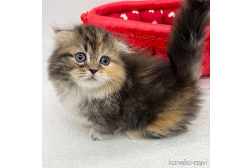 成約済の愛知県のミヌエット(短足)-91948の4枚目