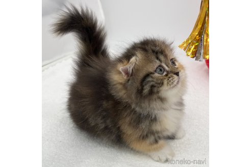 成約済の愛知県のミヌエット(短足)-91948の2枚目