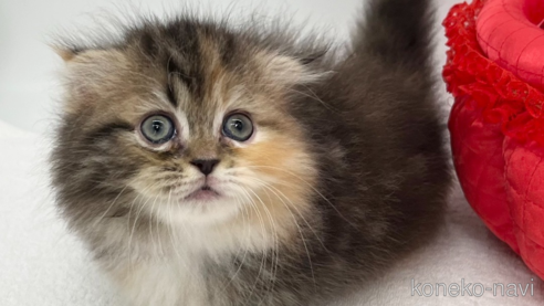 成約済の愛知県のミヌエット(短足)-91948