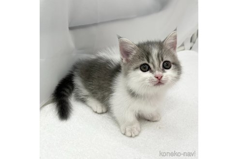 成約済の愛知県のミヌエット(短足)-91949の2枚目