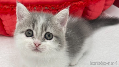 成約済の愛知県のミヌエット(短足)-91949