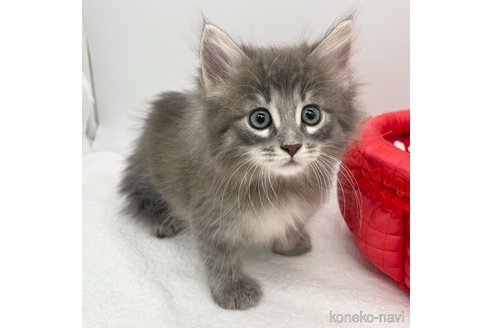 成約済の愛知県のノルウェージャンフォレストキャット-91953の4枚目