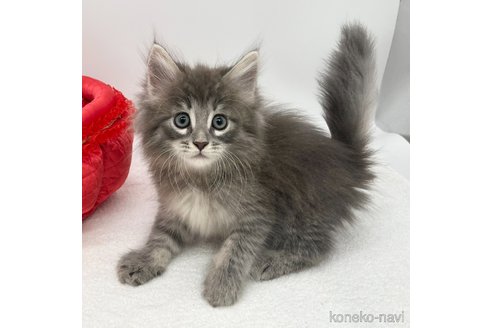 成約済の愛知県のノルウェージャンフォレストキャット-91953の3枚目