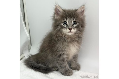 成約済の愛知県のノルウェージャンフォレストキャット-91953の2枚目