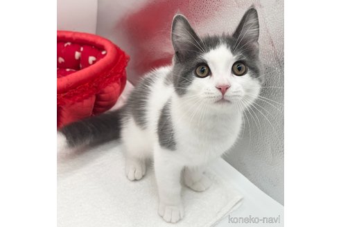成約済の愛知県のスコティッシュフォールド-91954の2枚目