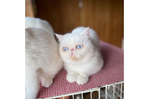 キャンディちゃん1枚目