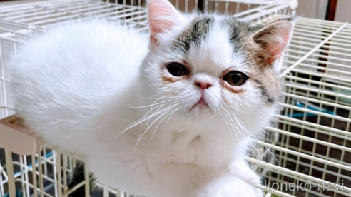 成約済の熊本県のエキゾチックショートヘア-91969の1枚目