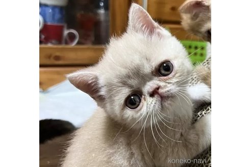 成約済の神奈川県のエキゾチックショートヘア-91998の5枚目