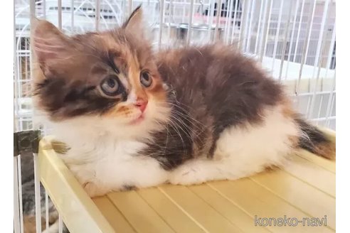 成約済の千葉県のマンチカン-92019の3枚目