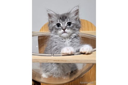 成約済の埼玉県のサイベリアン-91279の5枚目