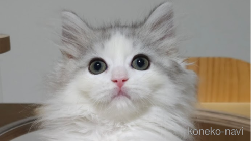 成約済の埼玉県のサイベリアン-91282の1枚目