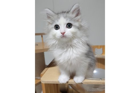 成約済の埼玉県のサイベリアン-91282の2枚目