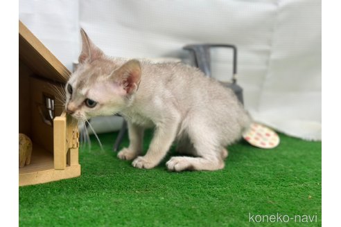 成約済の茨城県のシンガプーラ-92027の3枚目
