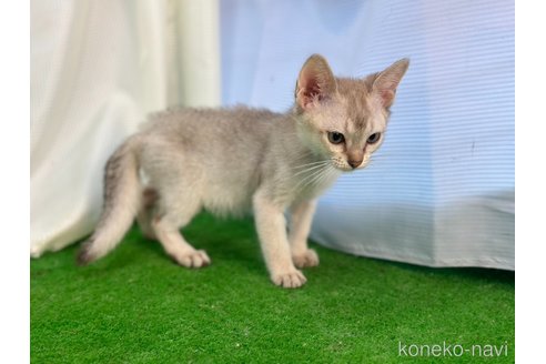 成約済の茨城県のシンガプーラ-92027の5枚目
