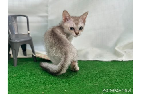 成約済の茨城県のシンガプーラ-92028の4枚目
