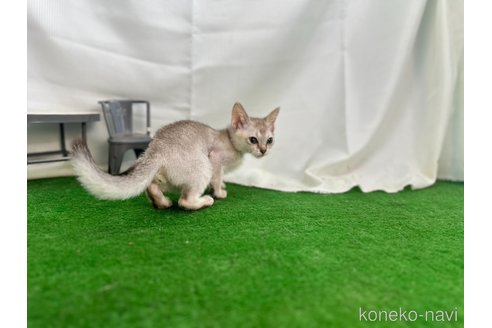 成約済の茨城県のシンガプーラ-92028の2枚目